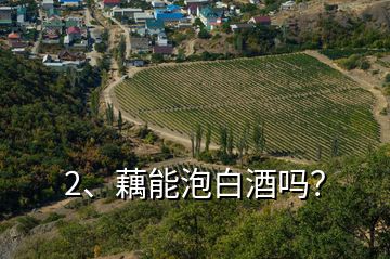 2、藕能泡白酒嗎？