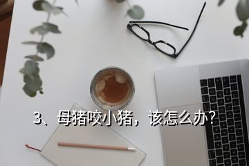 3、母豬咬小豬，該怎么辦？