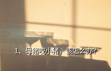 1、母豬咬小豬，該怎么辦？