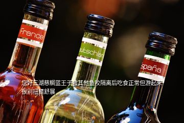 您好三湖慈鯛藍(lán)王子被其他魚咬隔離后吃食正常但游起來很別扭鰭舒展