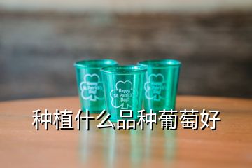 種植什么品種葡萄好