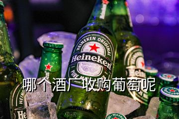 哪個(gè)酒廠收購(gòu)葡萄呢