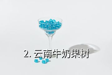 2. 云南牛奶果樹