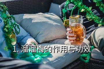 1. 溜溜梅的作用與功效