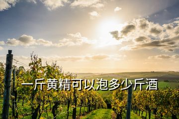 一斤黃精可以泡多少斤酒