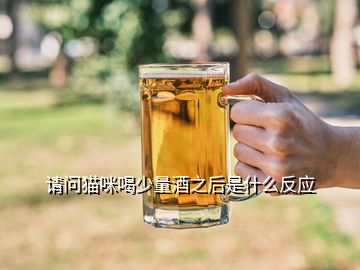 請問貓咪喝少量酒之后是什么反應(yīng)