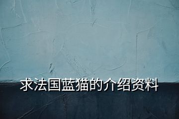 求法國(guó)藍(lán)貓的介紹資料