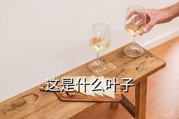 這是什么葉子