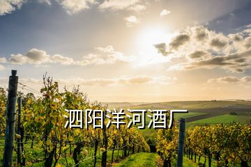 泗陽(yáng)洋河酒廠