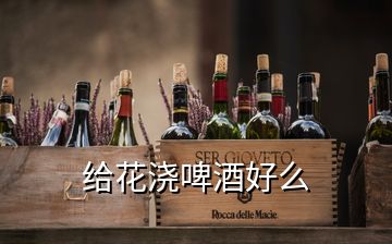 給花澆啤酒好么