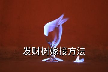 發(fā)財(cái)樹(shù)嫁接方法