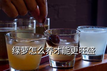 綠蘿怎么養(yǎng)才能更旺盛