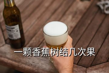 一顆香蕉樹結(jié)幾次果