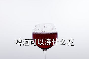 啤酒可以澆什么花