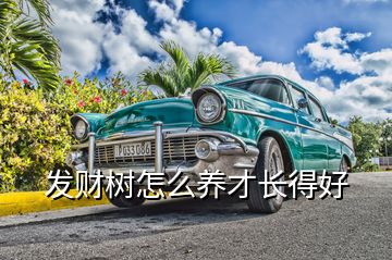 發(fā)財(cái)樹(shù)怎么養(yǎng)才長(zhǎng)得好