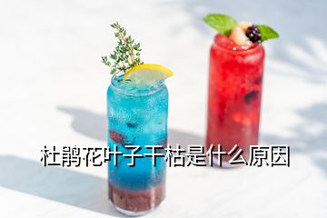 杜鵑花葉子干枯是什么原因