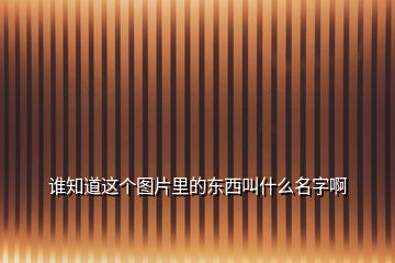 誰知道這個(gè)圖片里的東西叫什么名字啊