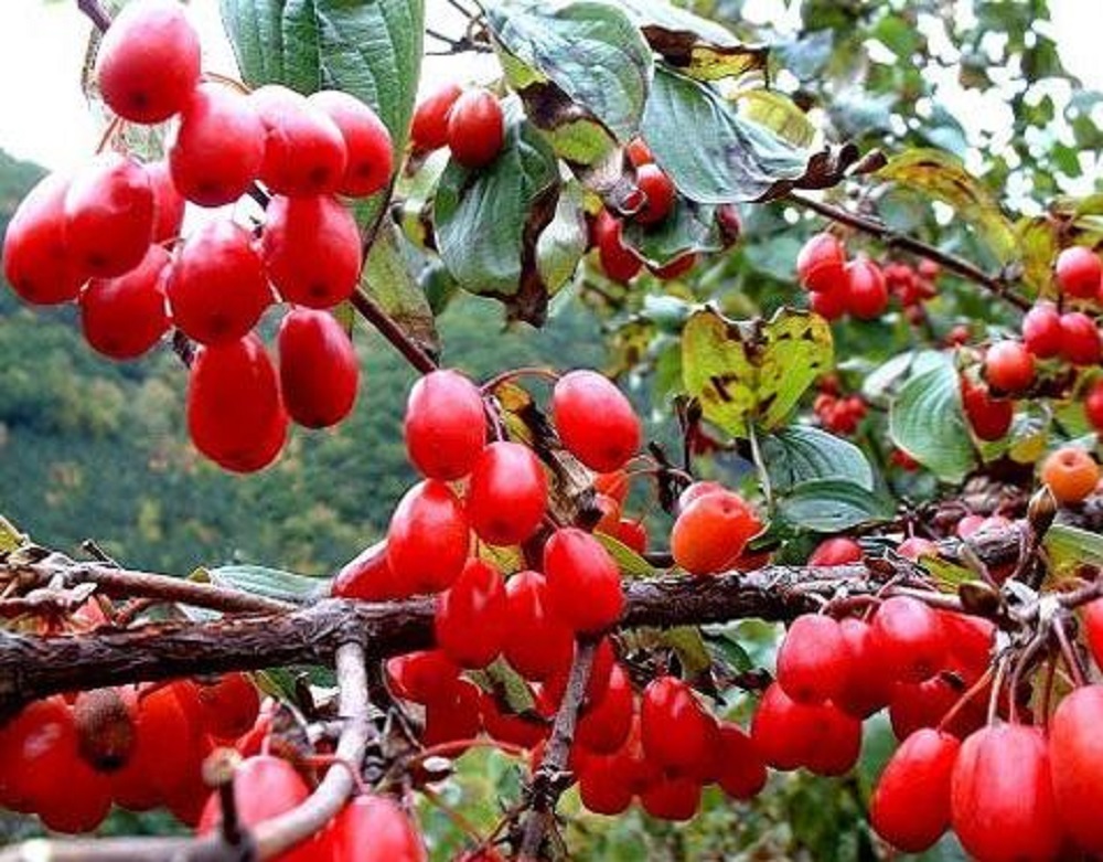 山茱萸可以泡酒嗎？山茱萸怎么泡酒