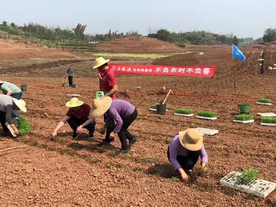 五糧液專用糧基地聯(lián)合中化農(nóng)業(yè)，共建技術(shù)服務(wù)中心