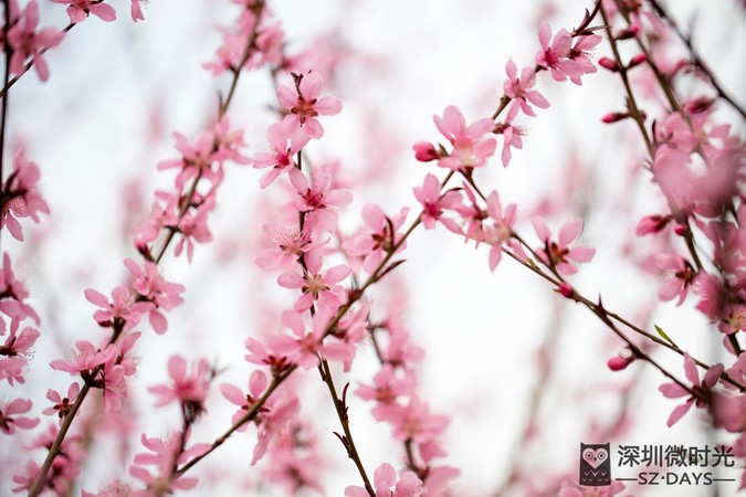 超市買的桃花十里醉怎么開(kāi)啊(桃花十里醉怎么打開(kāi))