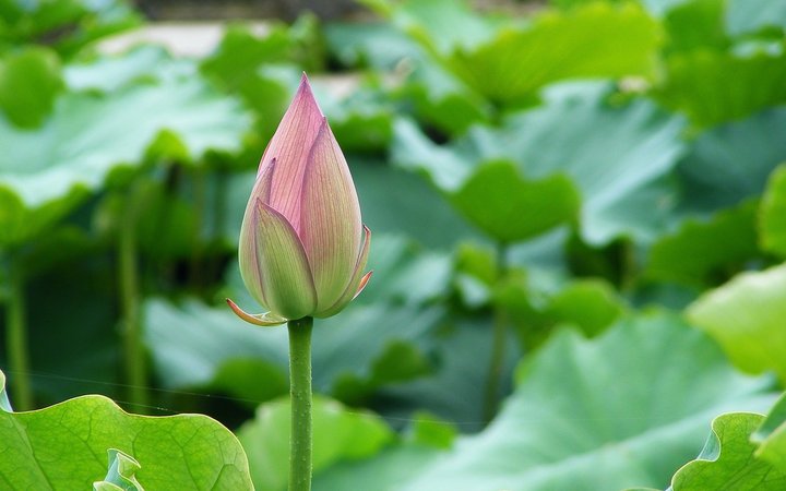 生態(tài)荷花灑多少錢一瓶(荷花酒到底多少錢一瓶)