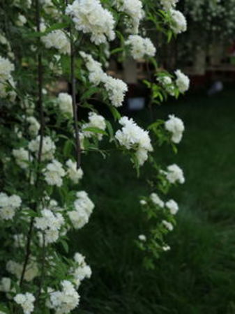 十里香(十里香花)