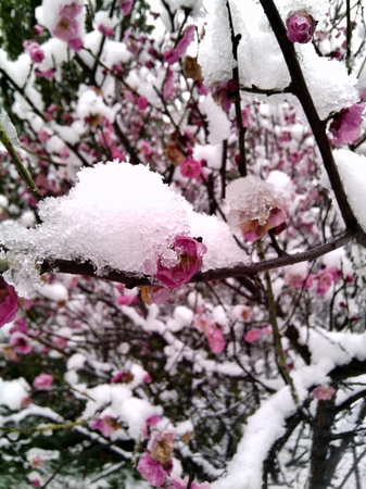 韓國(guó)雪中梅多少錢(韓國(guó)雪中梅酒多少錢)