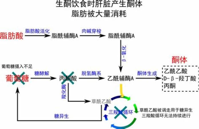 你吃不到的葡萄,葡萄有什么酸