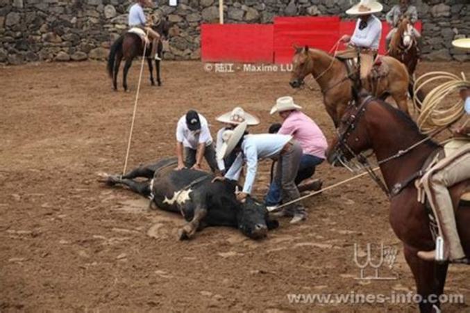 哪個產區(qū)以風格強勁的西拉為主,風格強勁的西拉葡萄酒和秋日更配噢