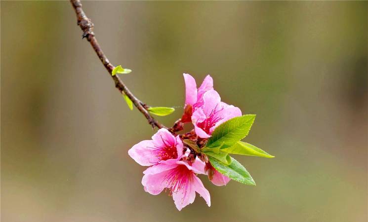 桃花泡酒怎么祛斑(桃花泡酒)