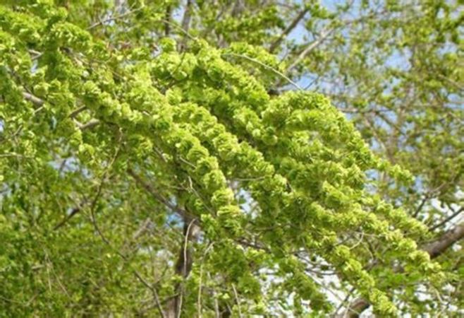 初夏最后的榆樹(shù)錢(qián),關(guān)鍵詞