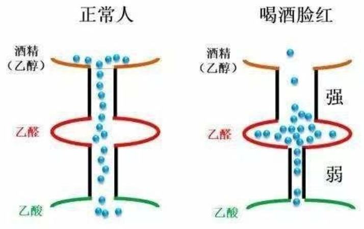 酒量大的人不在其中,關(guān)鍵詞