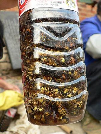 蜂涌泡酒有什么作用,卻有人花錢買來(lái)做菜泡酒