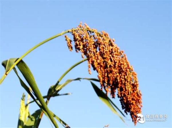 黑龍江哪里產(chǎn)高粱,穩(wěn)定全年糧食播種面積和產(chǎn)量