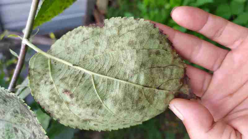 土蜂巢可以治什么病(土蜂巢能治什么病)