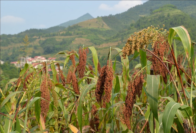 茅臺(tái)基地辦(茅臺(tái)酒基地)